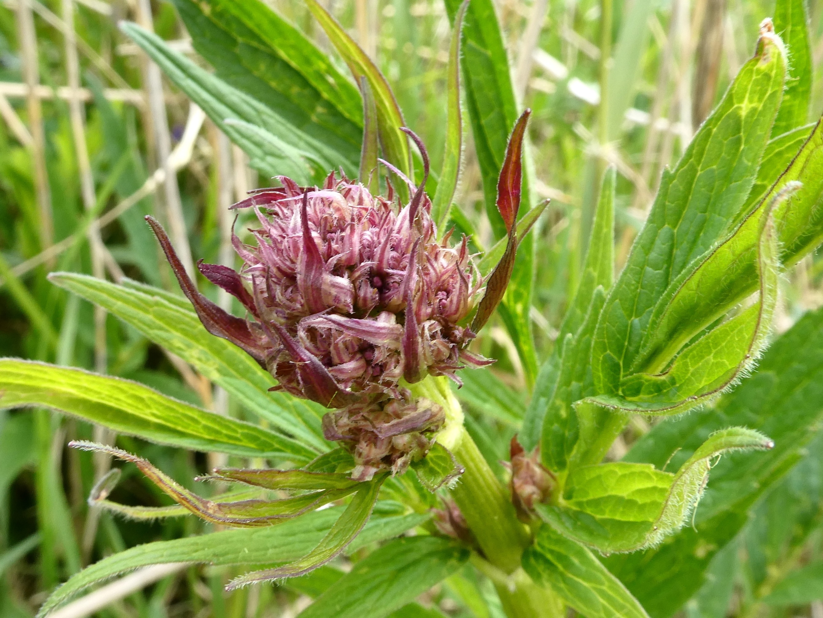 Welk weideplantje is dit?